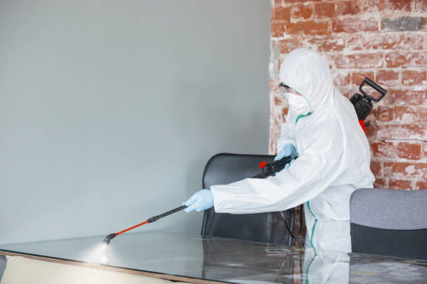 Best Basement Mold Removal  in Harkers Island, NC