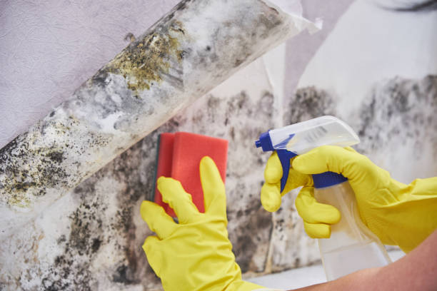 Why You Should Choose Our Mold Remediation Services in Harkers Island, NC